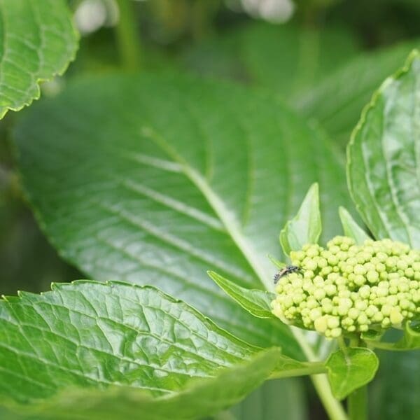 Understanding Hypopnea: Causes and Treatments