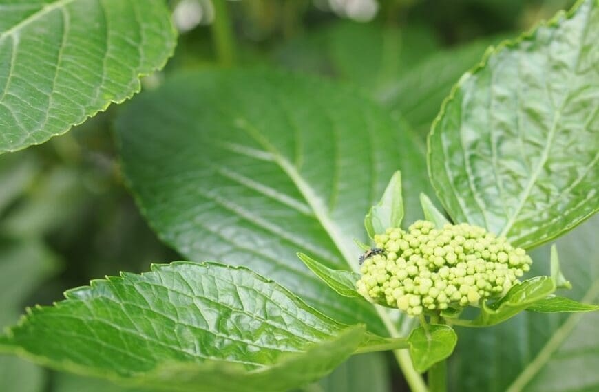 Understanding Hypopnea: Causes and Treatments