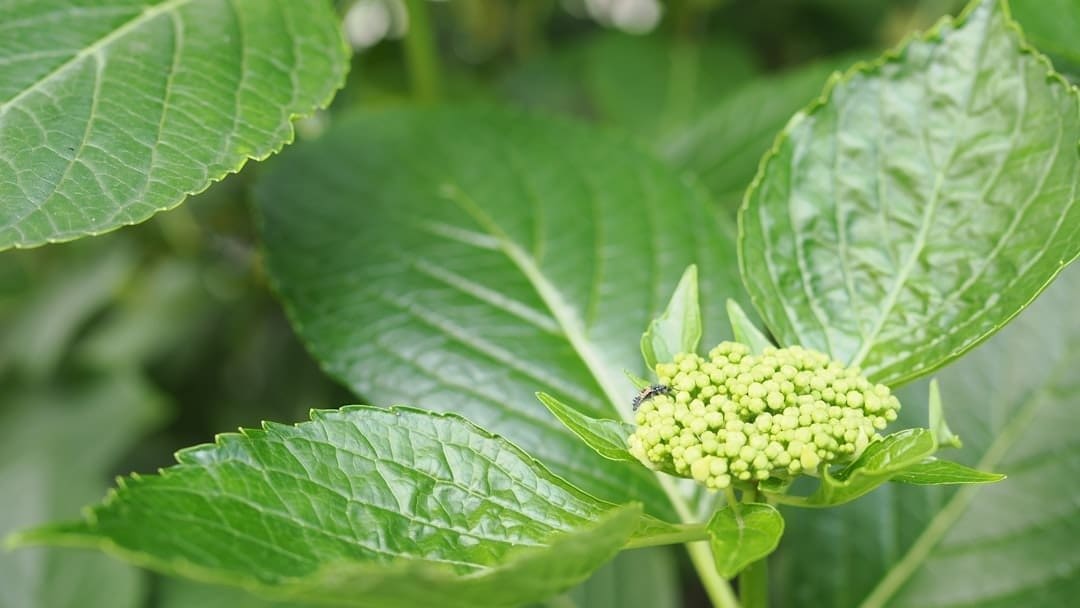 Understanding Hypopnea: Causes and Treatments